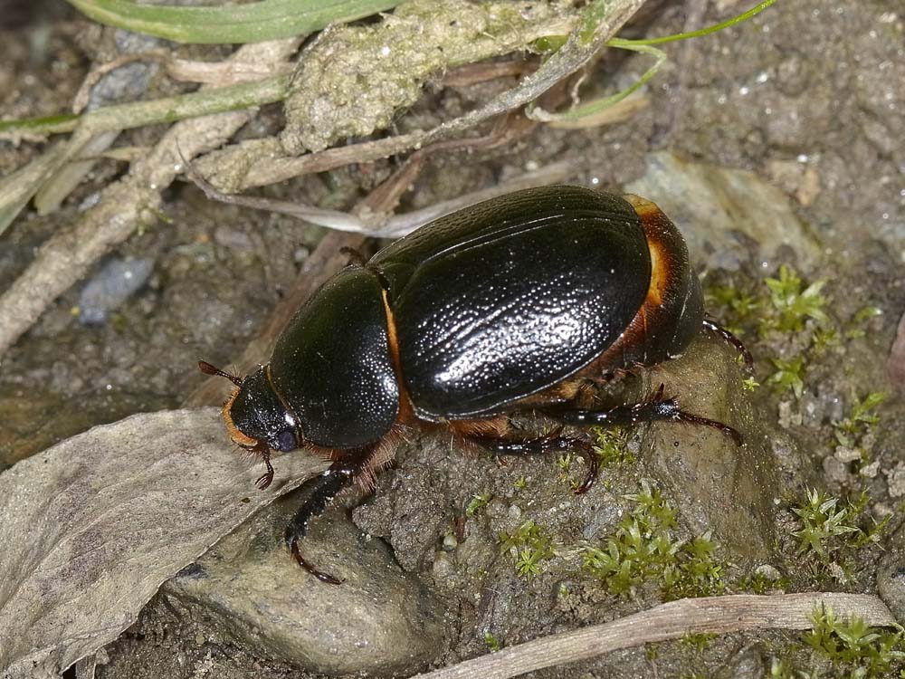 Pentodon bidens